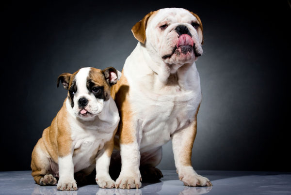2 bulldogs with black background