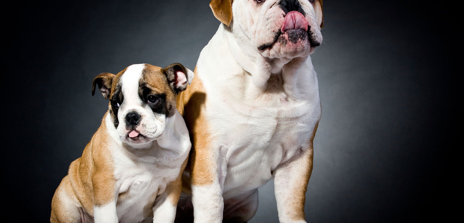 2 bulldogs with black background